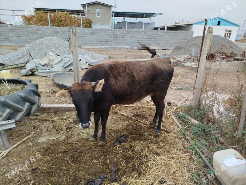 bogoz sygyr - Ak bugdaý etraby - img 1