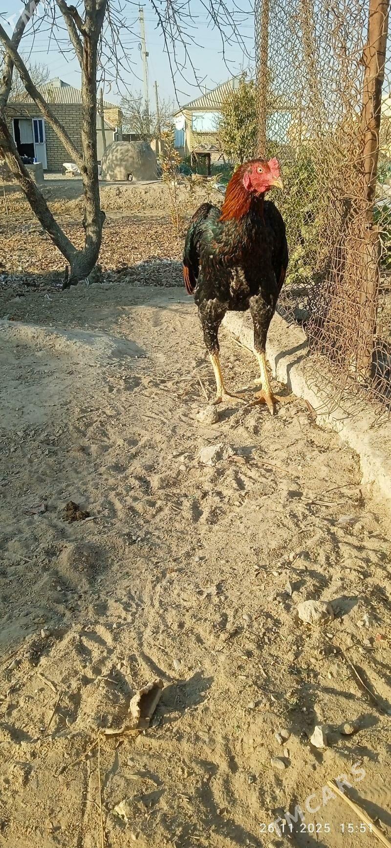 Baýsow horaz - Mary - img 1