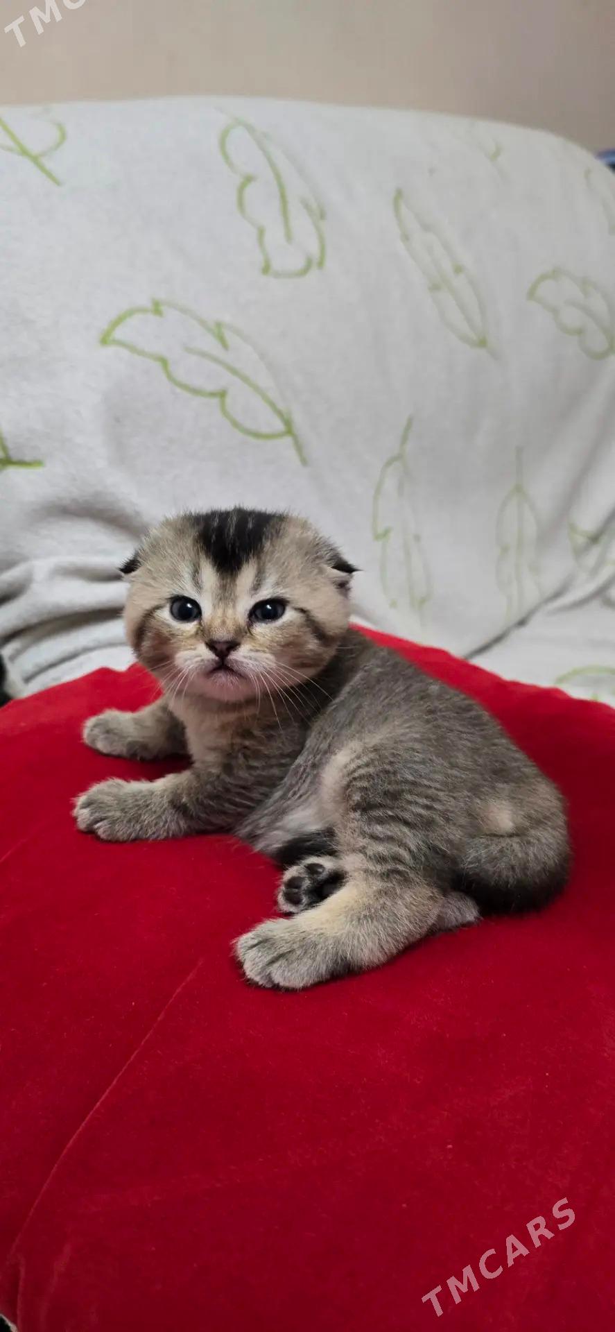 чистокровные катята - Aşgabat - img 1