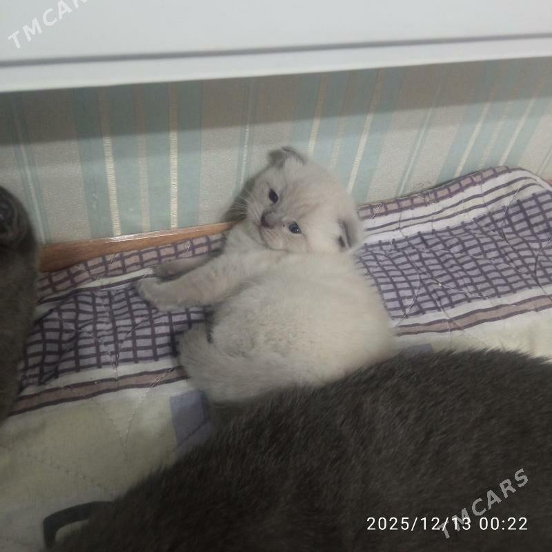 Вислоухие шотландские - Türkmenabat - img 1