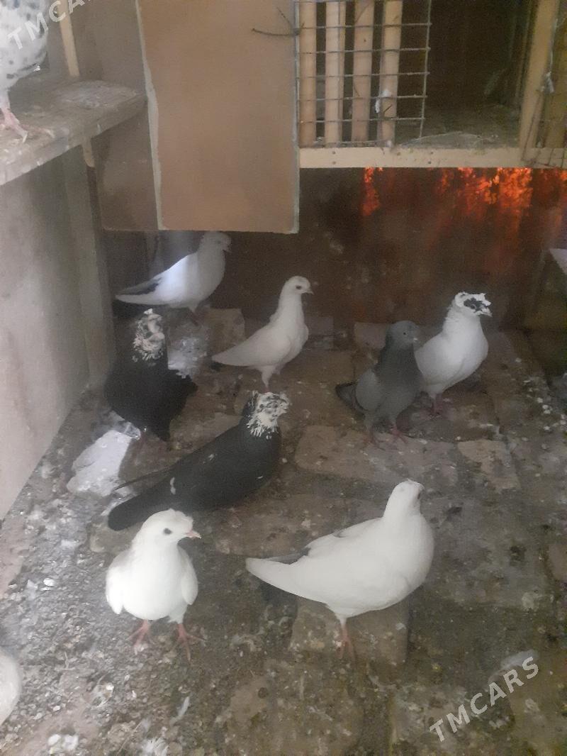 кепдери - Чарджоу - img 1