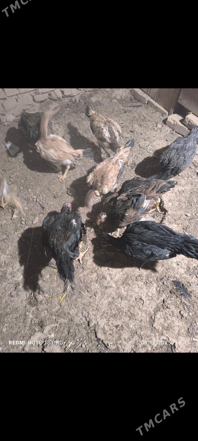 paroda juyje - Daşoguz - img 1