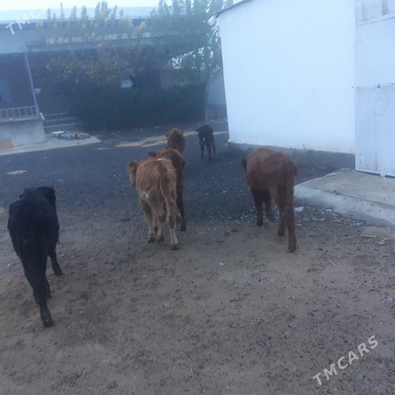 Göleler. - Gökdepe - img 1