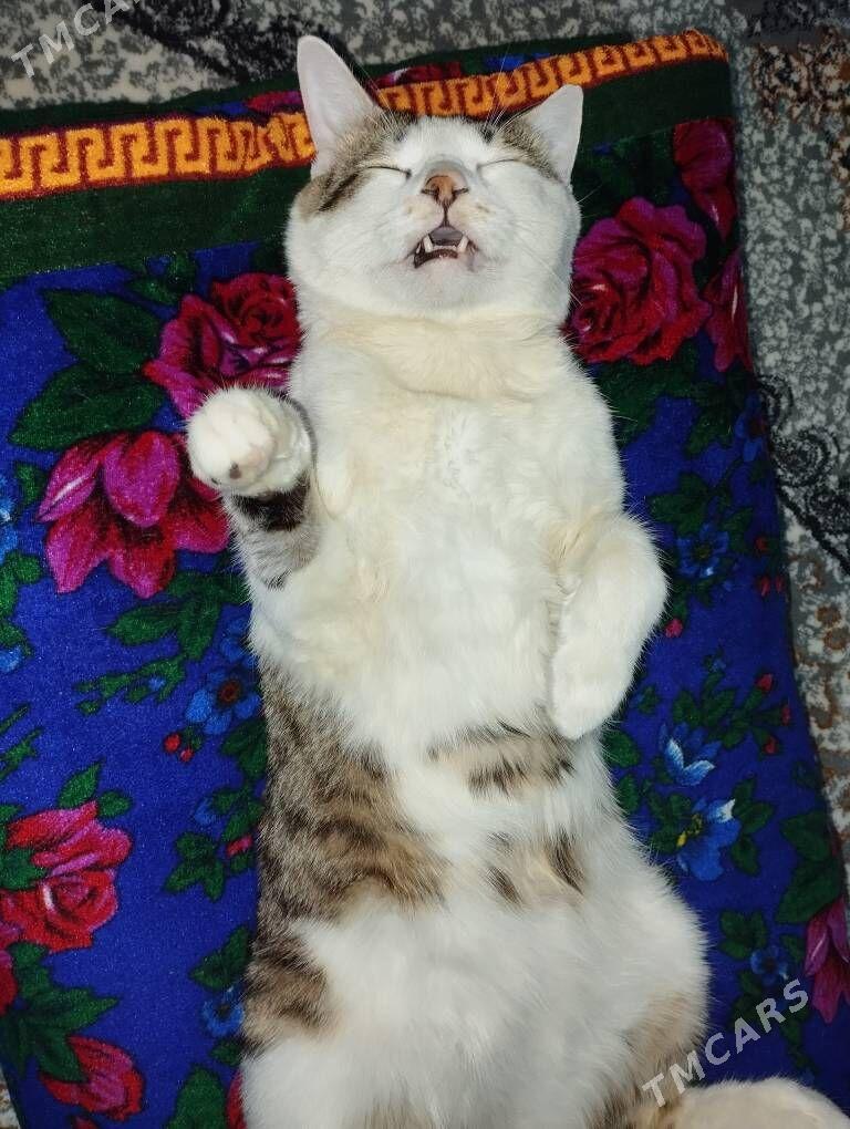 Отдам в добрые руки - Köşi - img 1