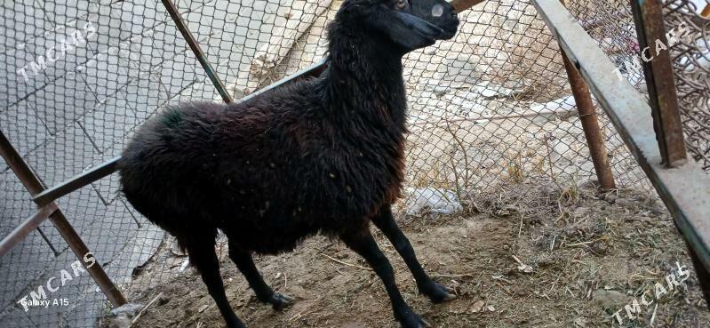 Bogaz gisar goyunlar. - Aşgabat - img 1