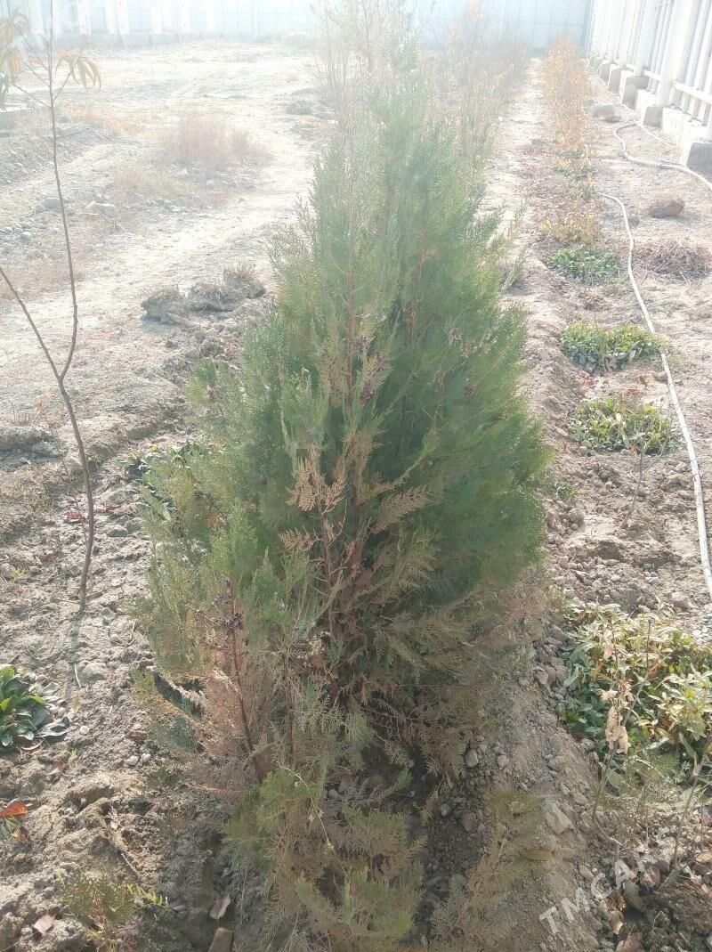 Туя - Aşgabat - img 1