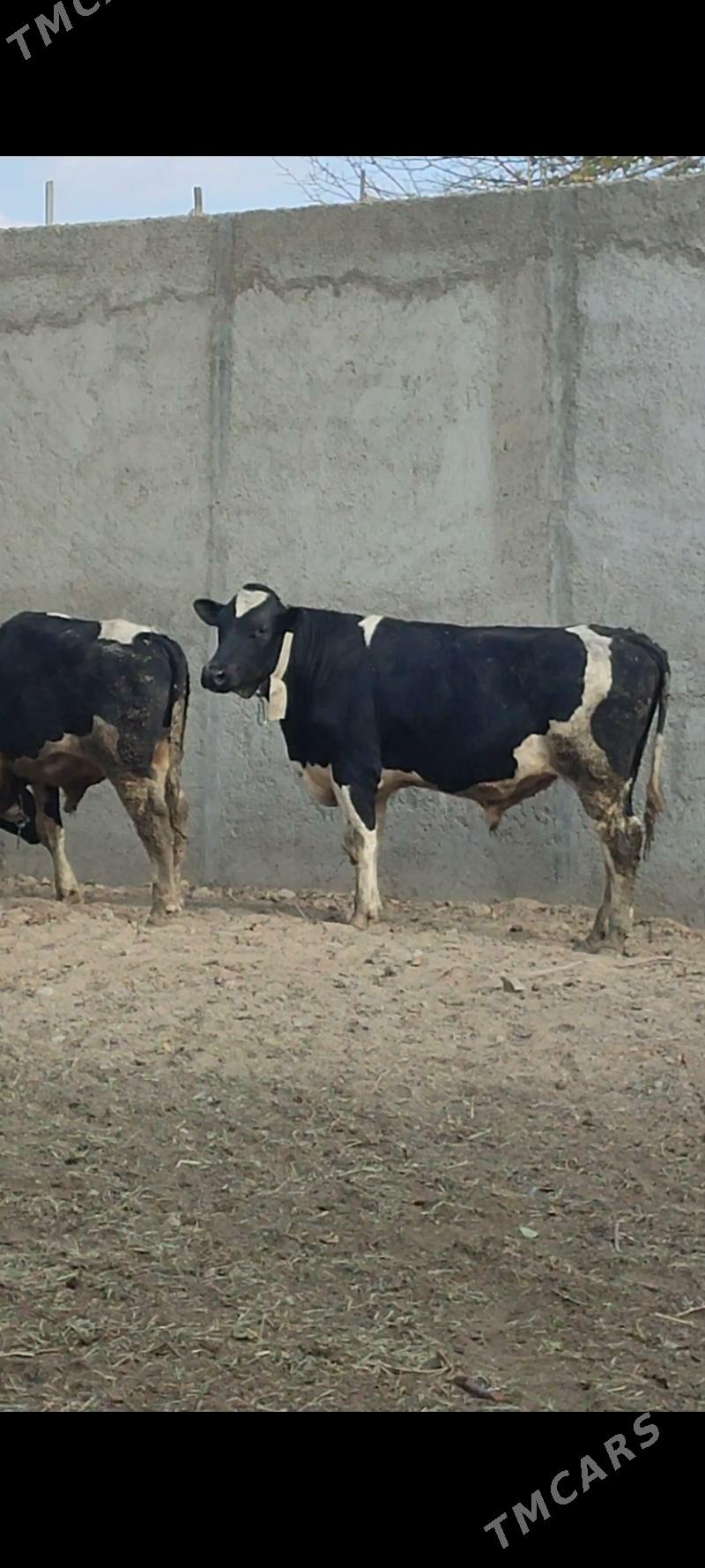 oküz galişteýin - Чоганлы - img 1