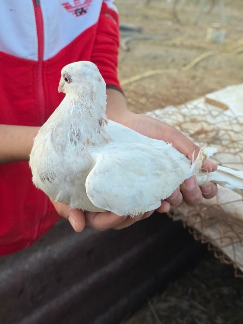 kepderi balakli - Gökdepe - img 1