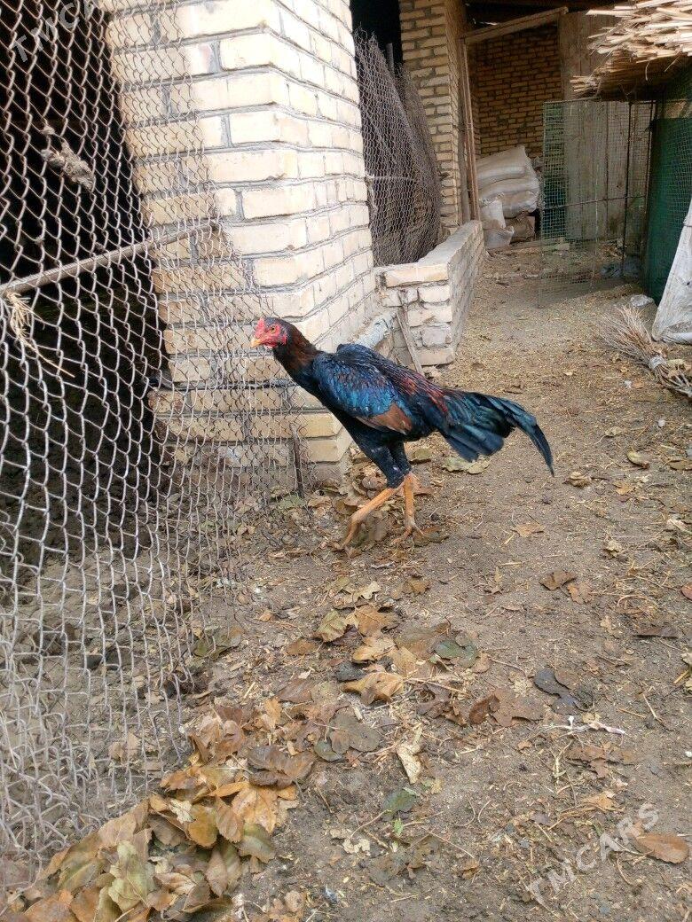 ozbek horaz - Halaç - img 1