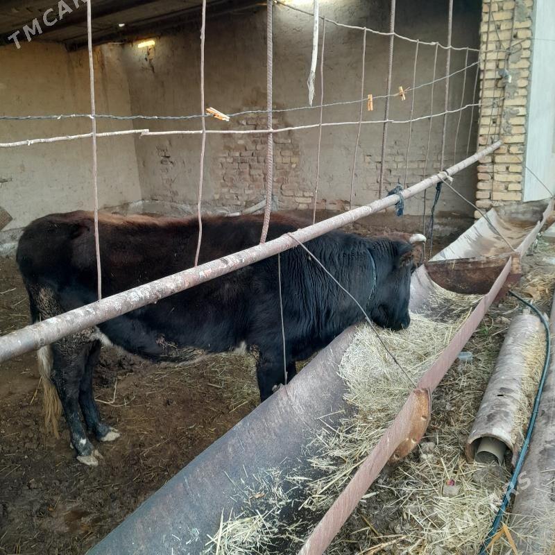 bakylan sygyr - Mary - img 1