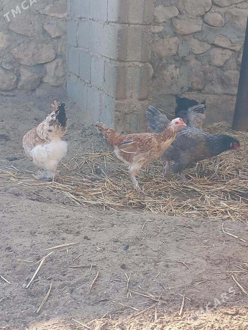 Towuk - Jebel - img 1