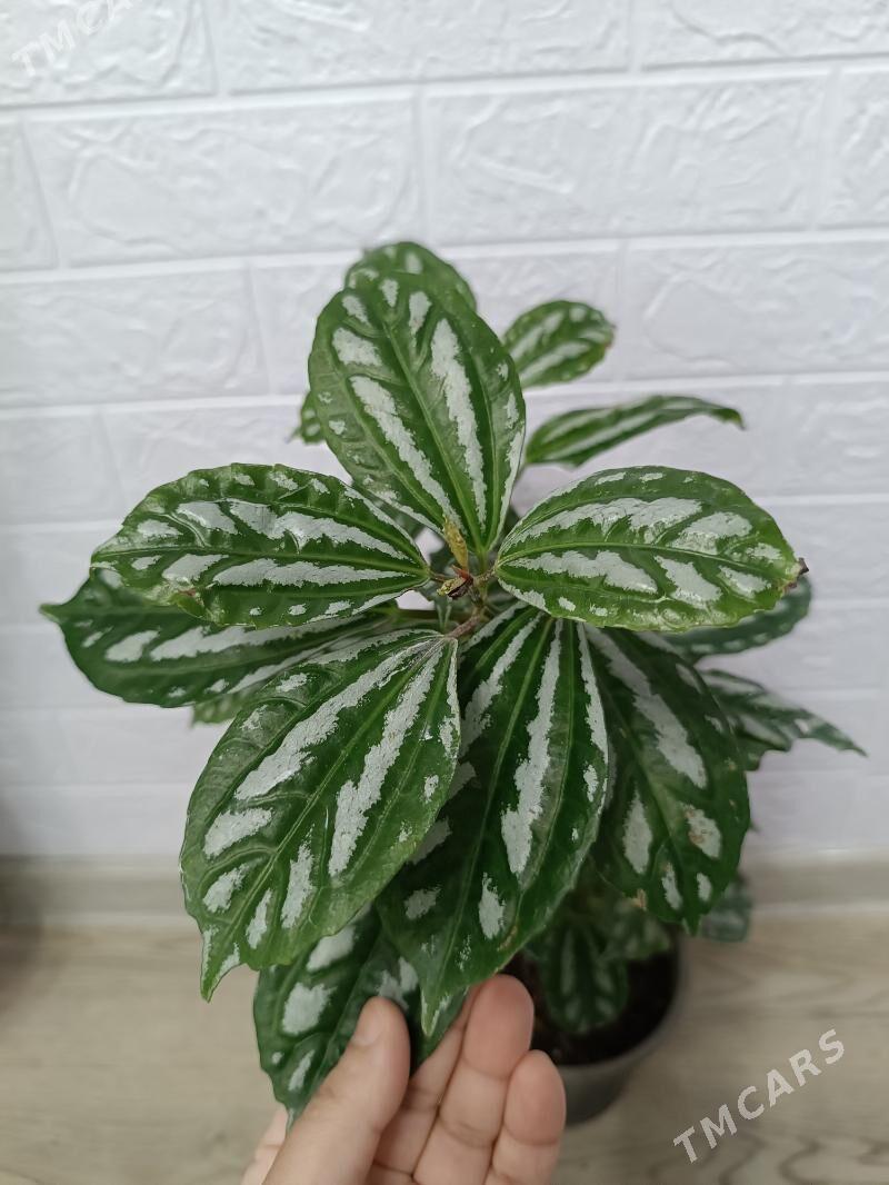 ПИЛЕЯ КАДЬЕ - Ашхабад - img 1