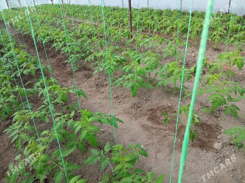 Pomidor bycgy - Çärjew - img 1