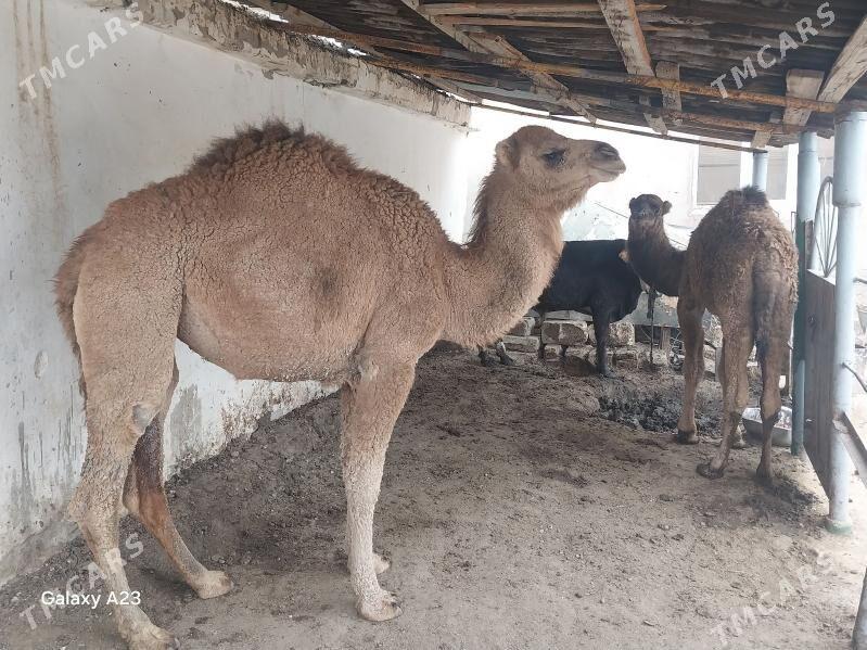 ogsuk - Balkanabat - img 1