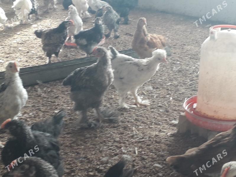 balakly jujeler - Sakarçäge - img 1