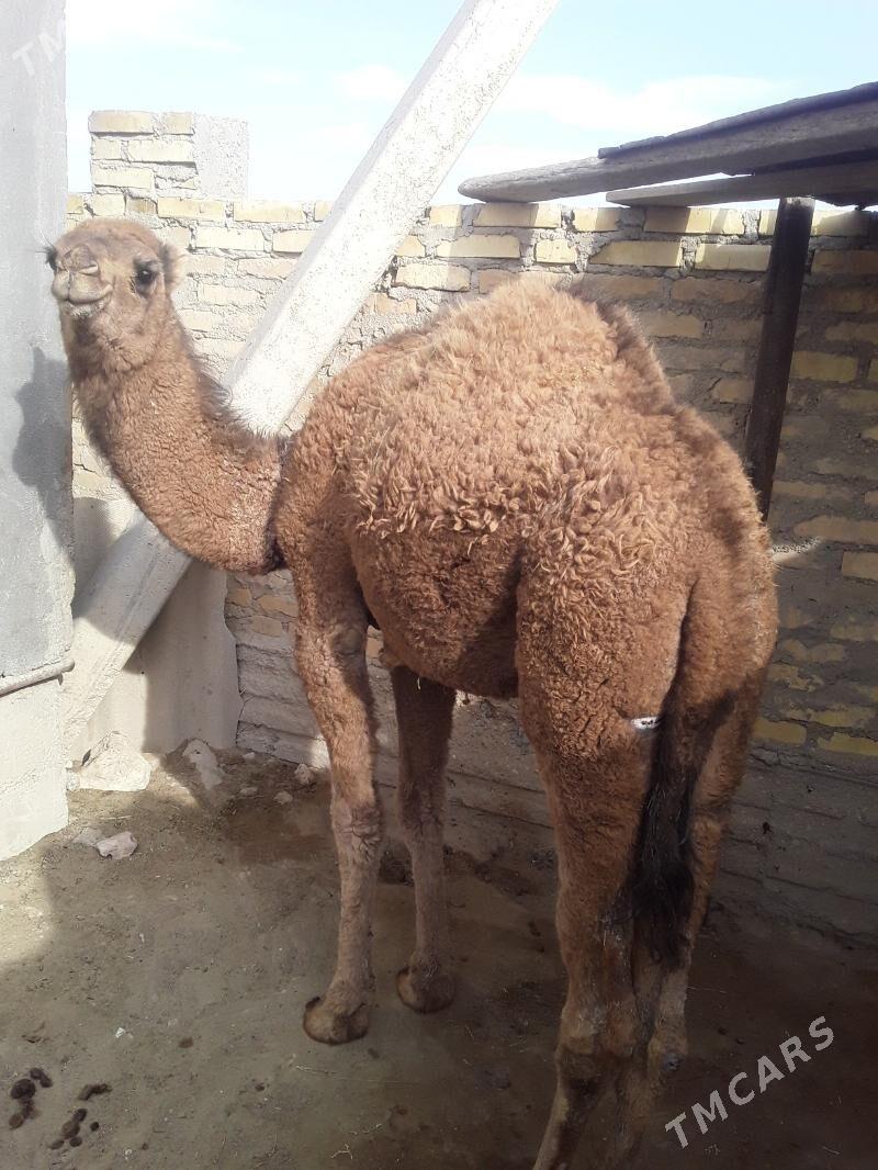 Torum - Гумдаг - img 1