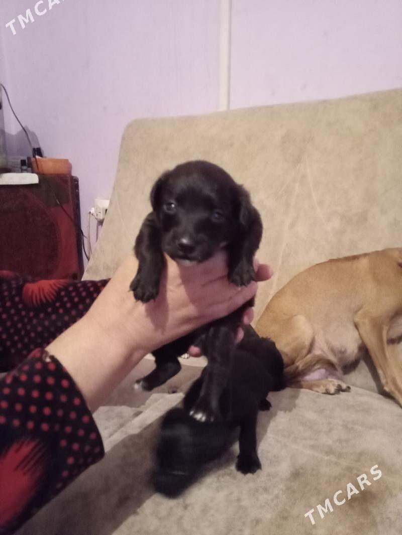 минин тойтерер - Türkmenabat - img 1