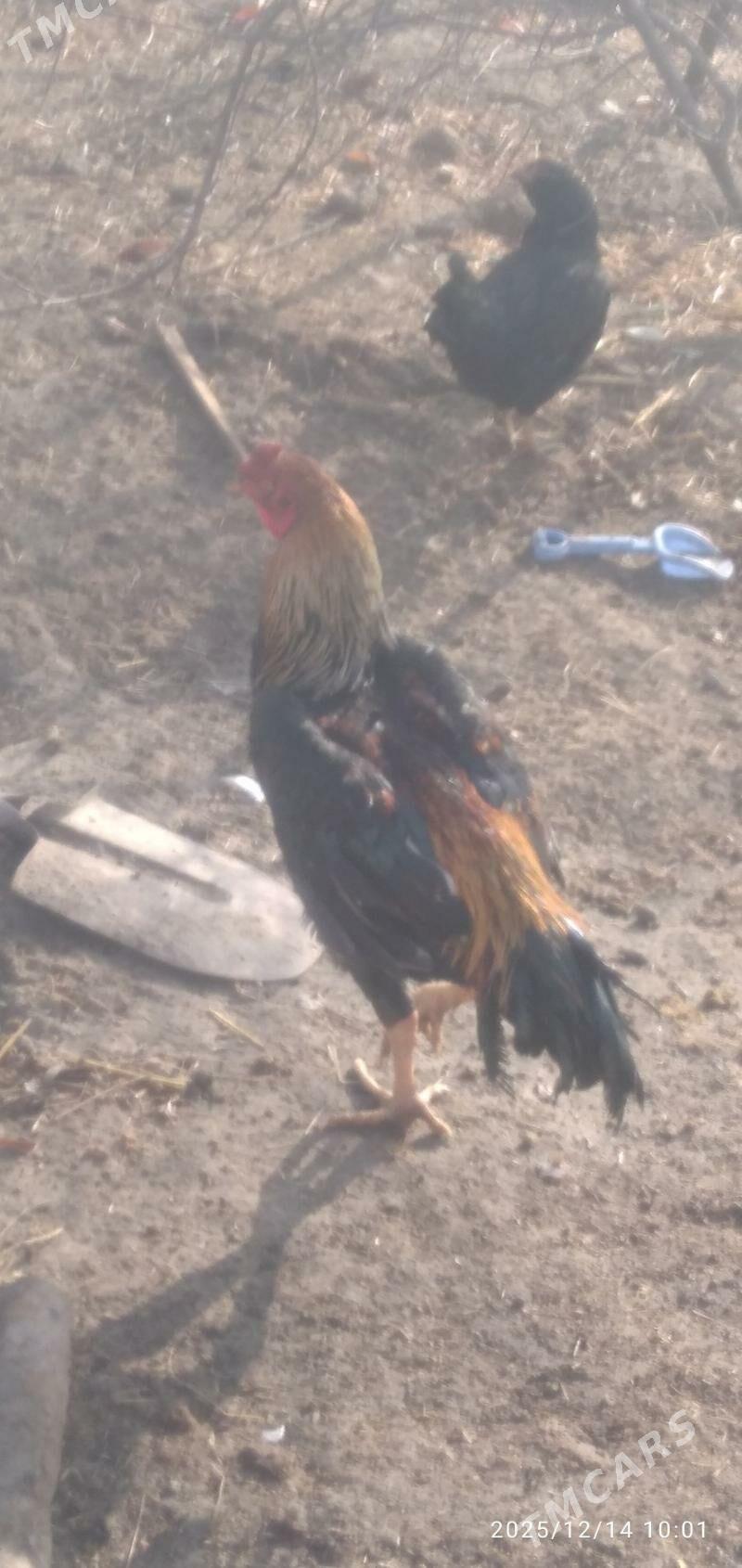 horaz - Türkmenabat - img 1