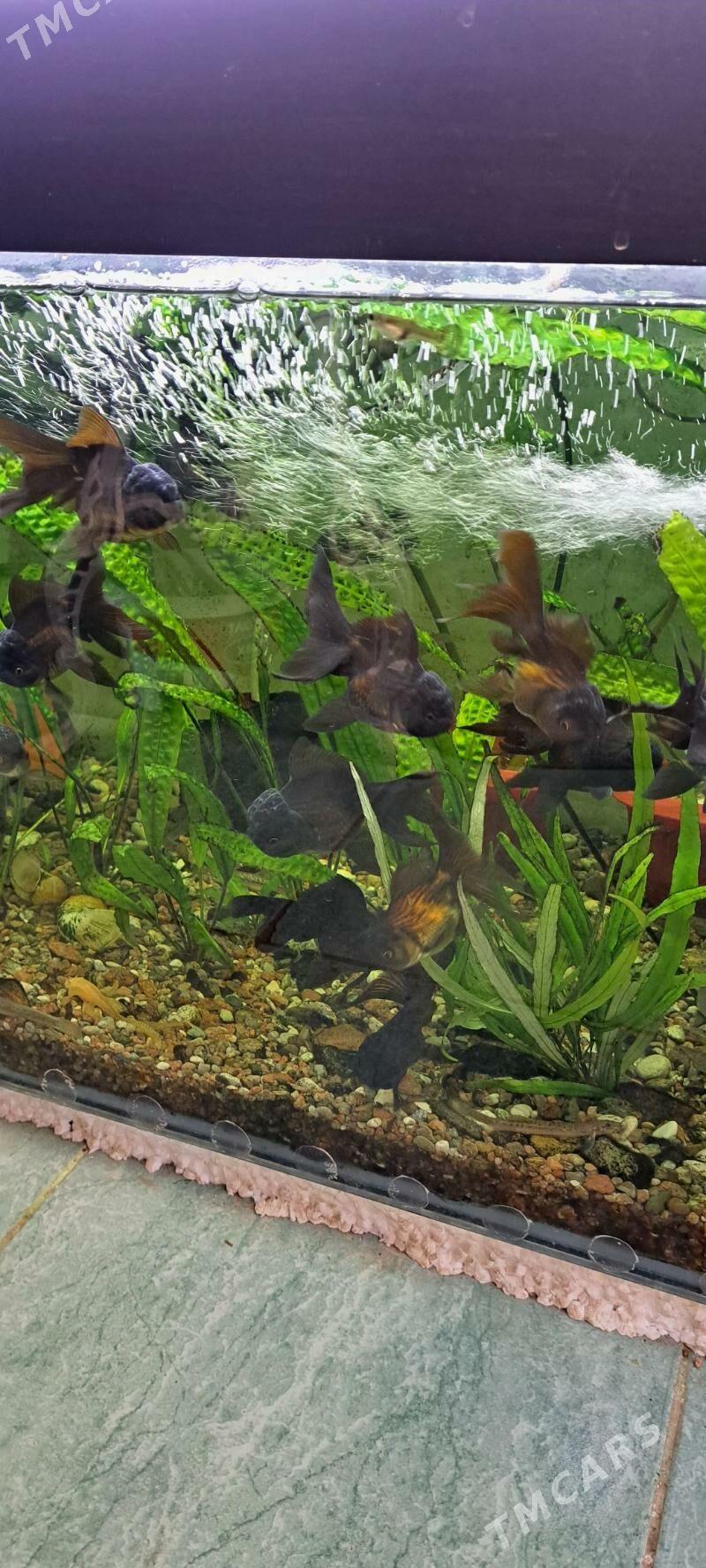 рыбки - Aşgabat - img 1