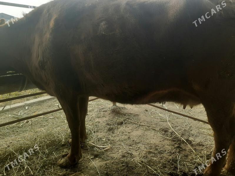 Bakylan sygyr taýyn - Murgap - img 1