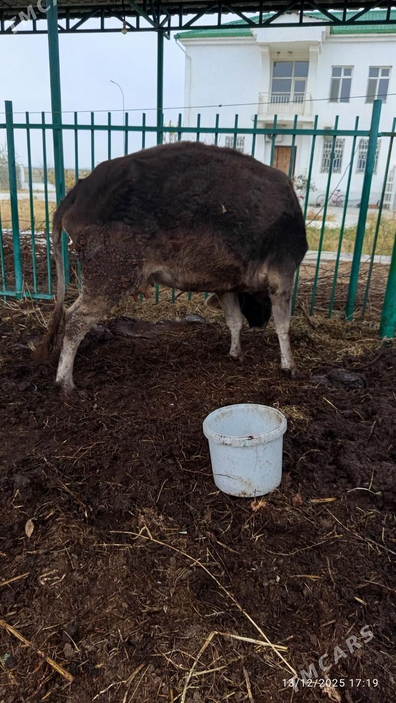 BAKYLGY SYGYR - Ашхабад - img 1