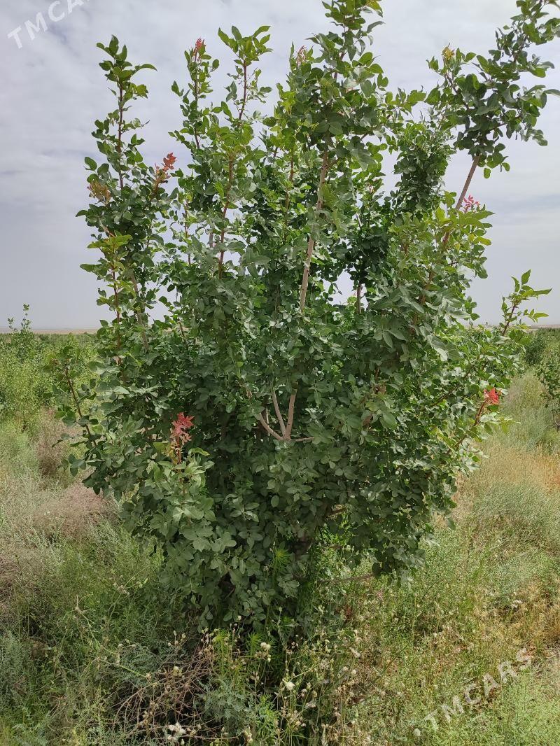 dayhan isgar gerek - Kaka - img 1