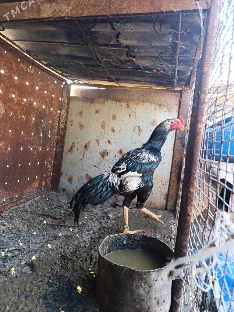 Baysow horaz - Türkmenabat - img 1