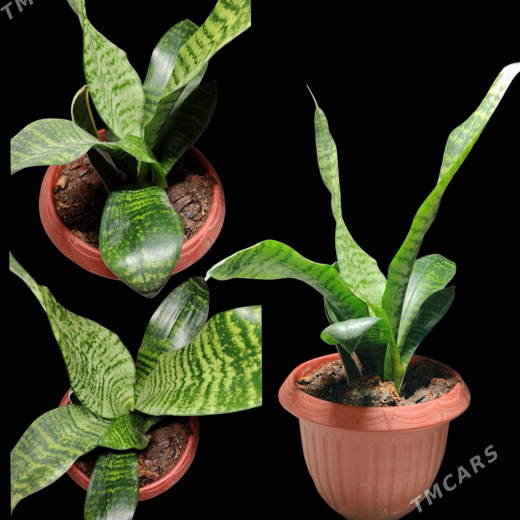 Öý güller | Домашные цветы - 30 mkr - img 1