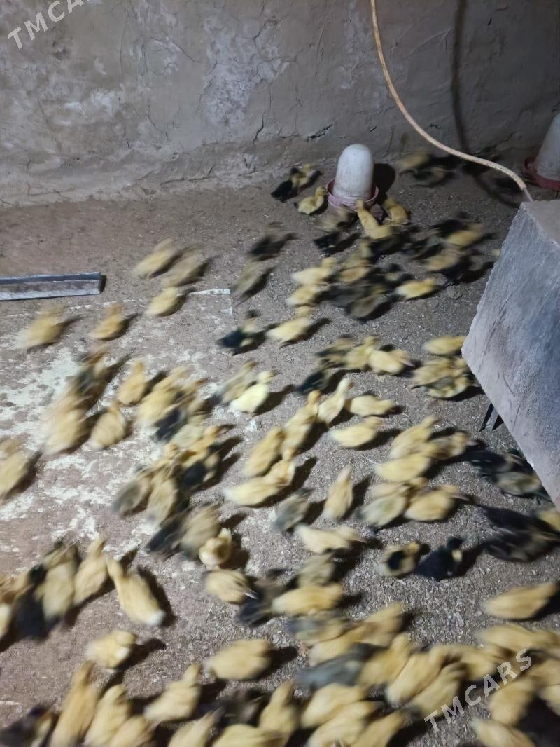 Yasylbas juyje - Сакарчага - img 1