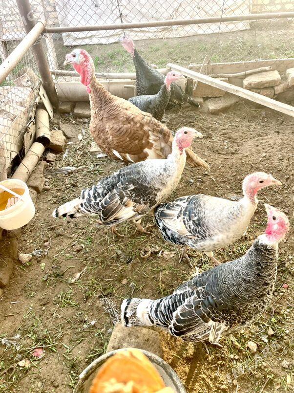 Indyuklar - Çärjew - img 1