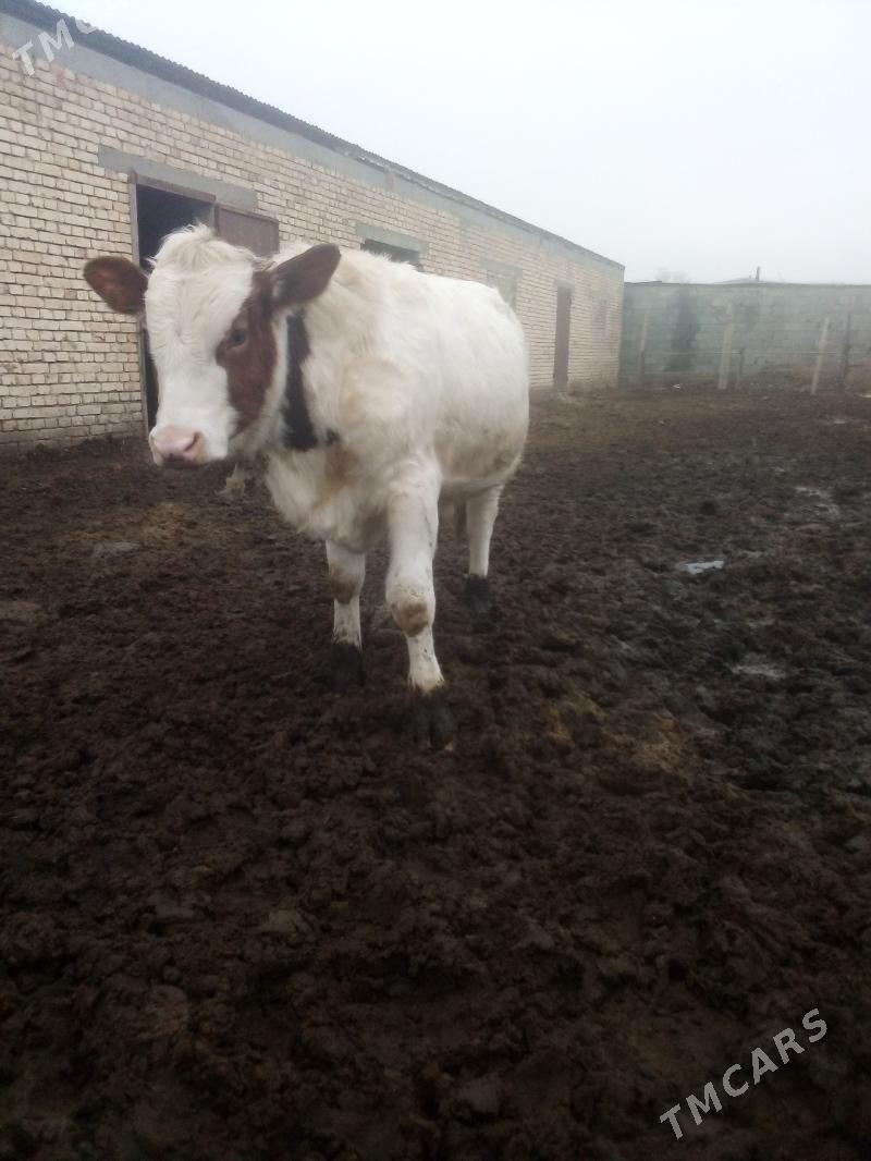 окуз - Гёкдепе - img 1