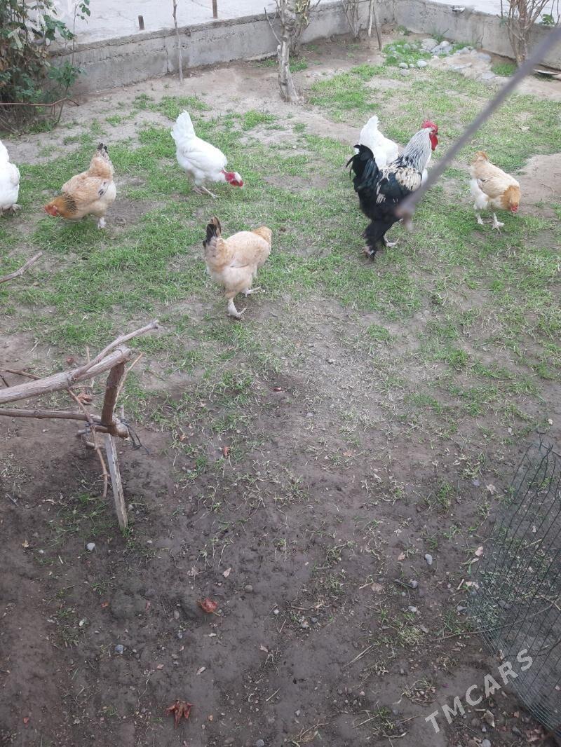 Balgar towuk - Mary - img 1