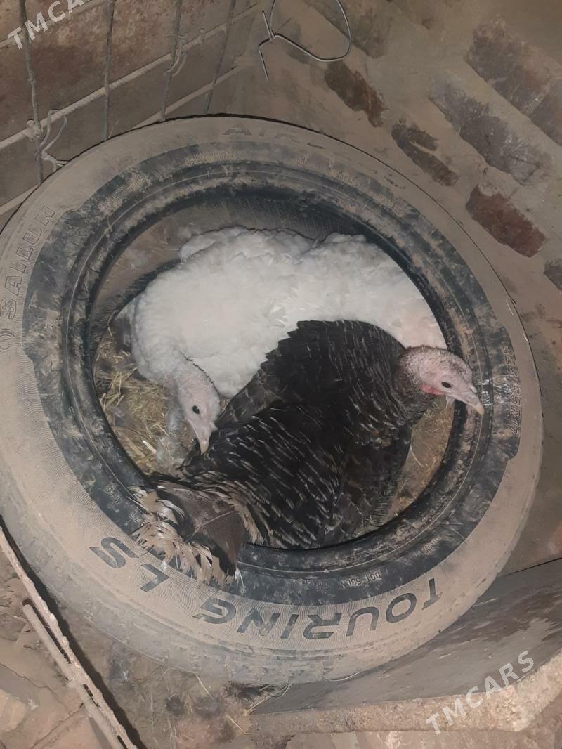 kürk induk - Mary - img 1