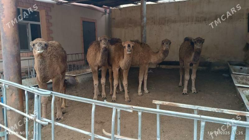 torum - Balkanabat - img 1