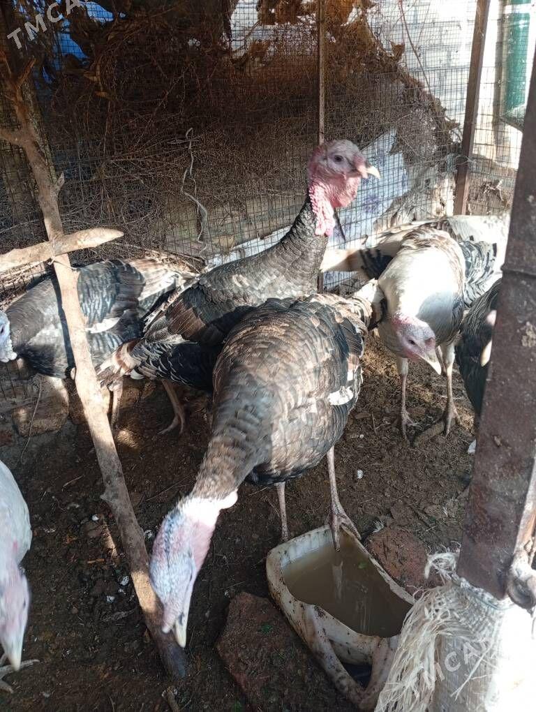 индюк - Чарджоу - img 1