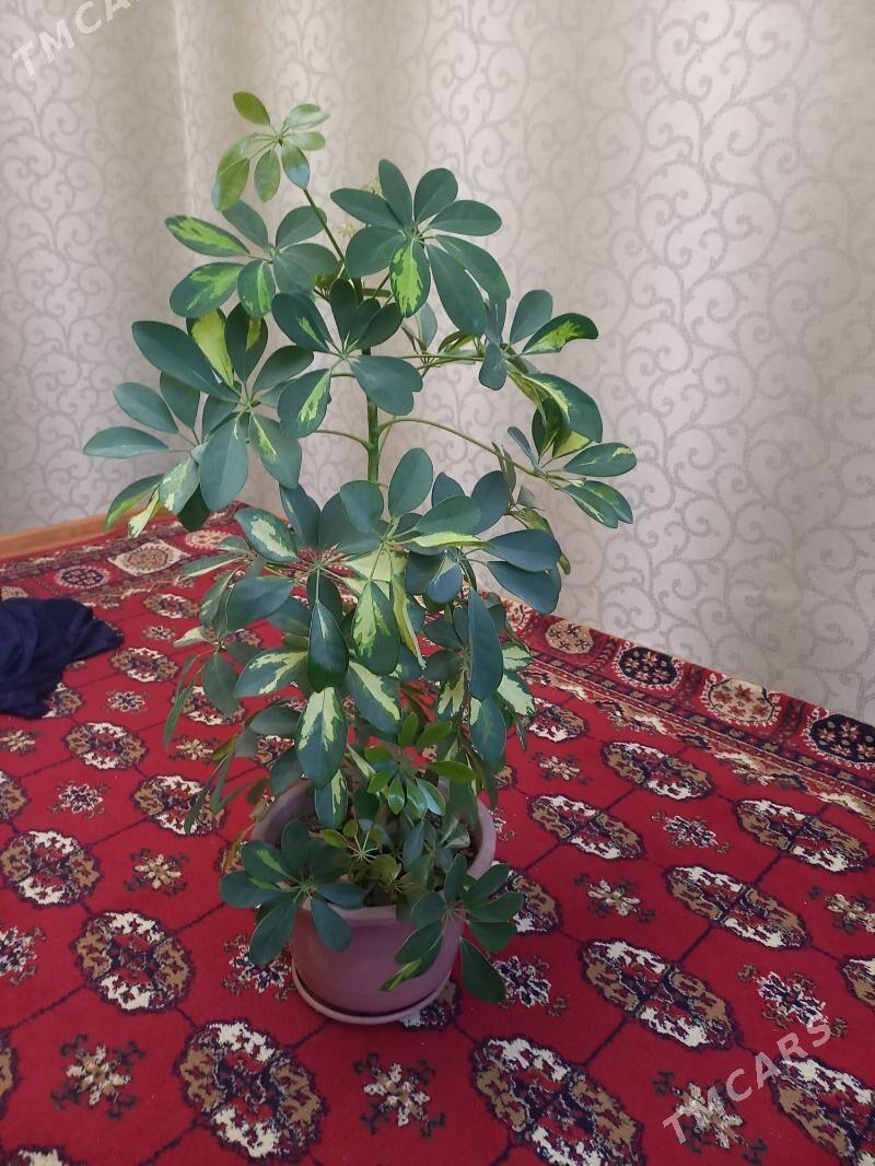 Gul - ул. Туркменбаши шаёлы (Ленина) - img 1