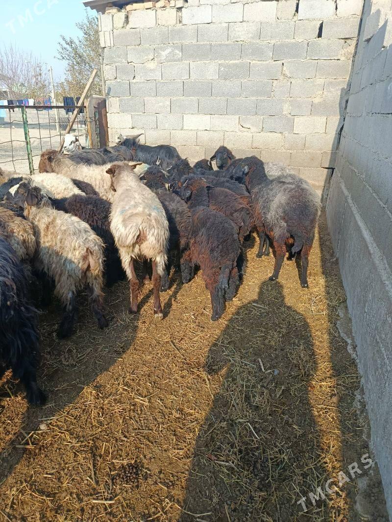 tokly - Бахарден - img 1