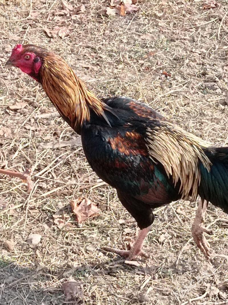 baysok - Çärjew - img 1