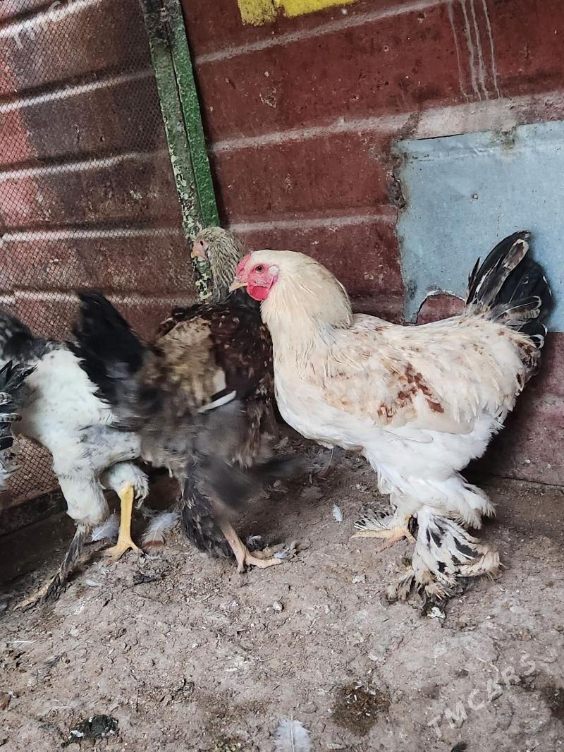 balgar horazlar - Hitrowka - img 1