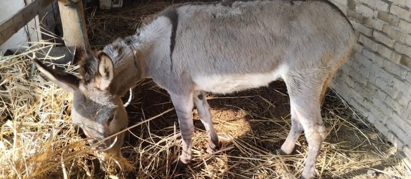 EŞEK - Чарджоу - img 1