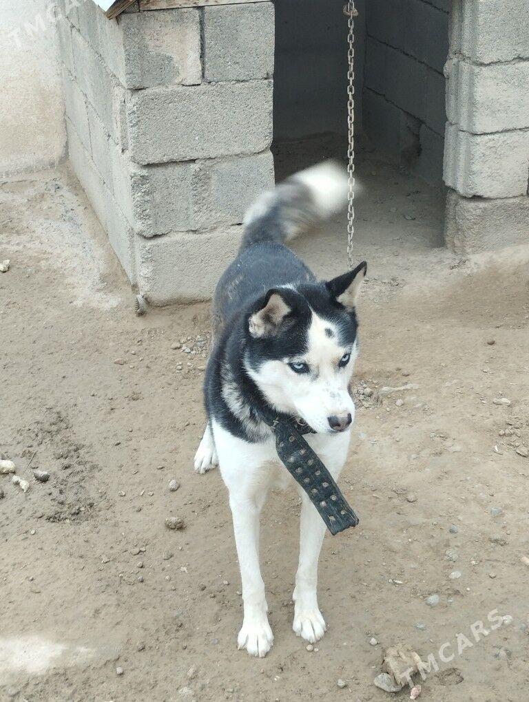 haski - Багир - img 1