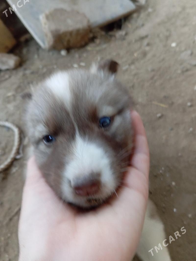 haski - Гурбансолтан Едже - img 1