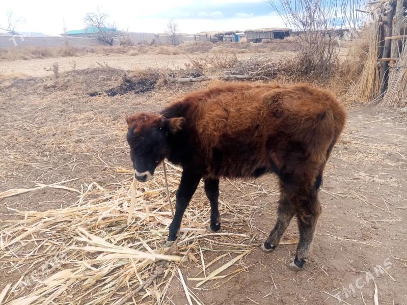 Satlyk mal - Daşoguz - img 1