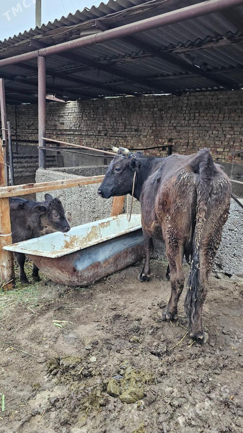 Gibrit Göleli Sygyr - Ашхабад - img 1