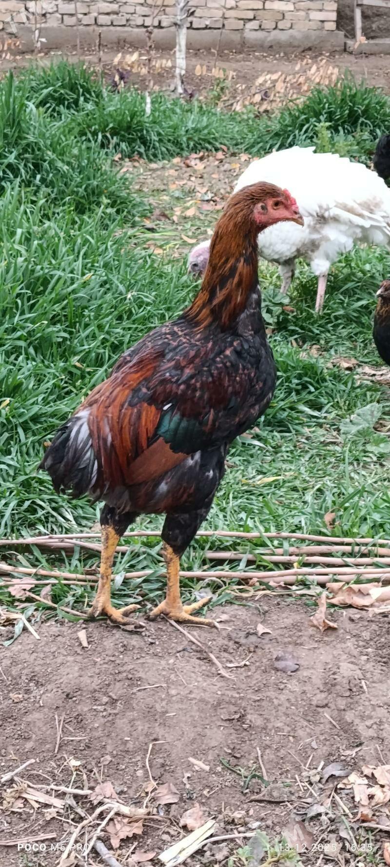 Horaz - Çärjew - img 1