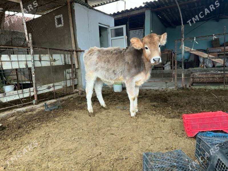 Tohum okuz - Ашхабад - img 1