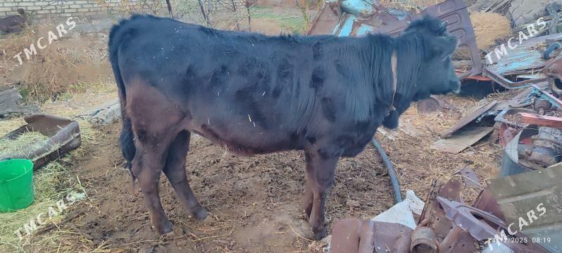 bakylan yaş gulojun - Murgap - img 1