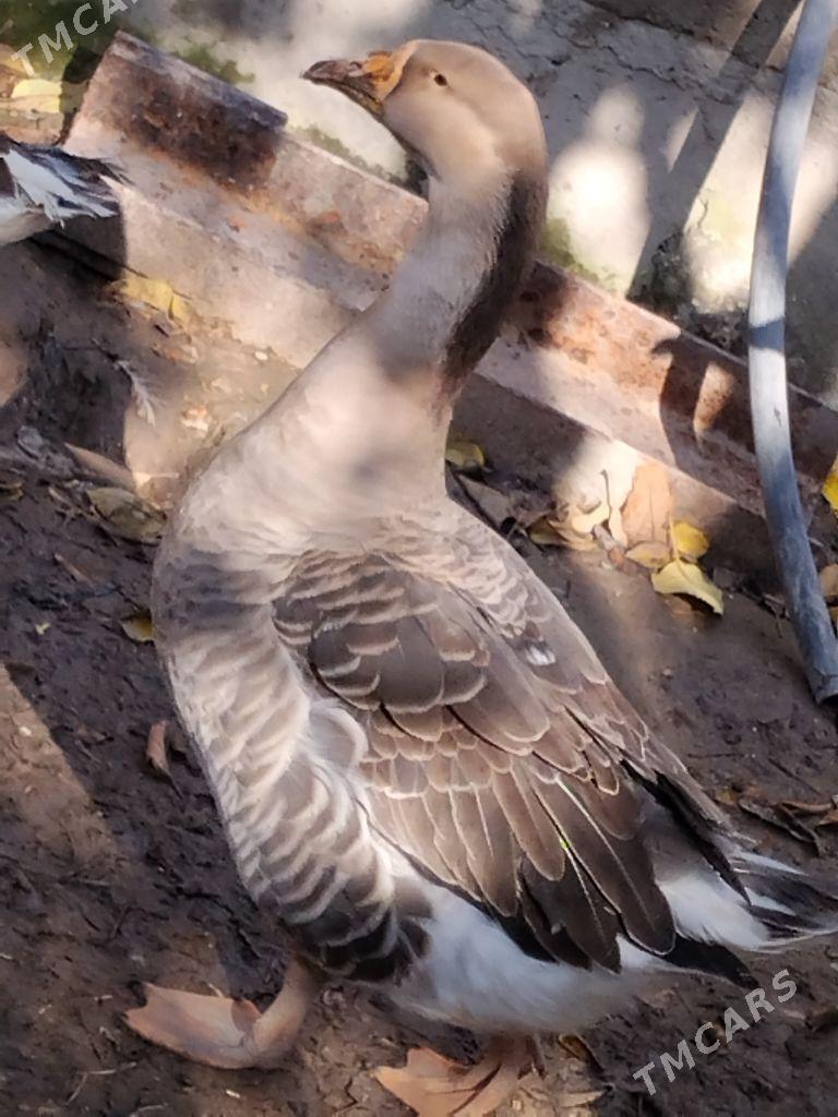 indyuklar ve gazlar - Türkmenabat - img 1