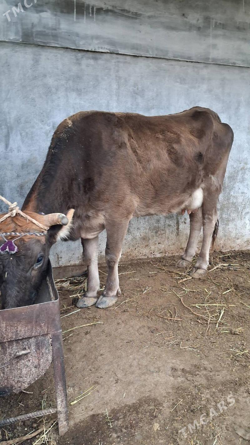 göleli sygyr - Джебел - img 1