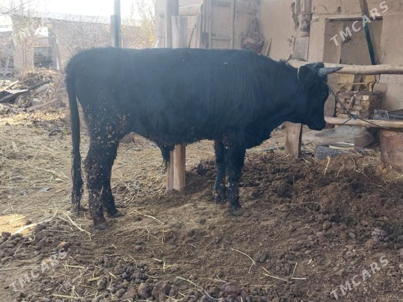 okuz - Чарджоу - img 1